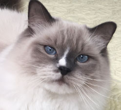 Meet Casey Jones