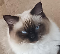 Meet Daisy