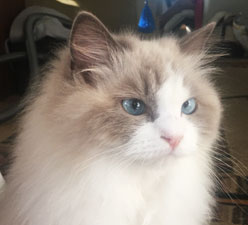 Meet Iris