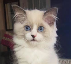Meet Jack