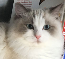 Meet Dear Prudence