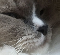 Video: Inspector Casey