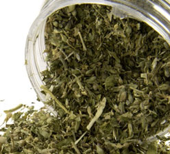 What Is Catnip and How Does It Affect Your Cat?