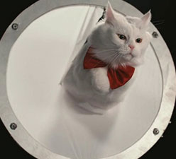 Inside the Mind of a Cat