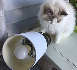 Why Do Cats Like to Knock Things Over?