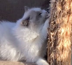 Video: No One Cares If I Eat This Chair