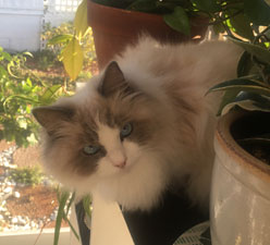 The Best Cat Breed for You, Based on Your Personality Type