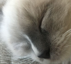 5 Reasons Cats Purr (It’s Not Always a Sign of Happiness)