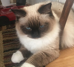 Scruffing a Cat: What Is It, and Why Do Experts Say You Shouldn’t Do It?