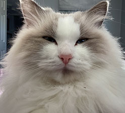 Why You Should Try the TTouch Method to Connect With Your Pets