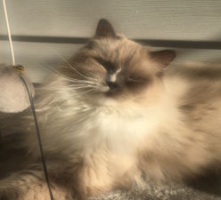 Why Is a Ragdoll An Indoor Cat?